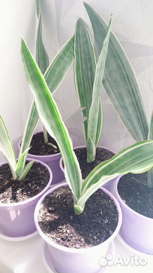 Сансевиерия Металлика сортовая