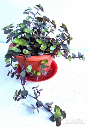 Каллизия ползучая (Callisia repens)