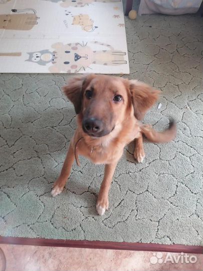 Щенок ищет семью