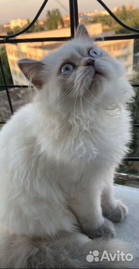 Балинезийская кошка