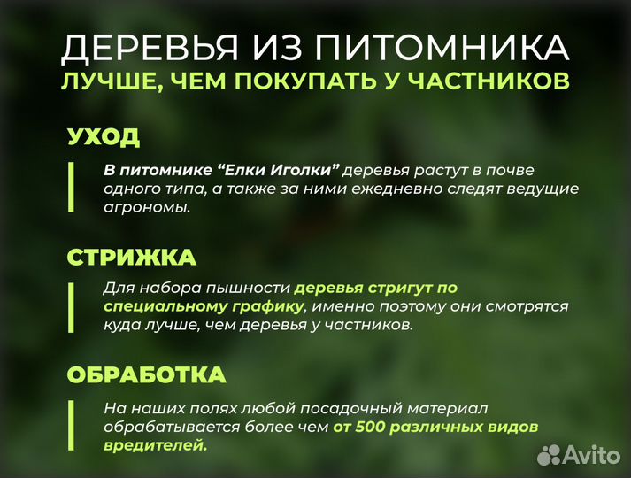 Крупномер Сосна обыкновенная 9 м