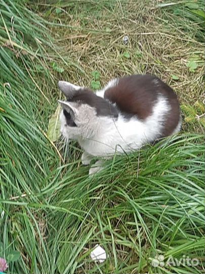 Кошки в добрые руки бесплатно