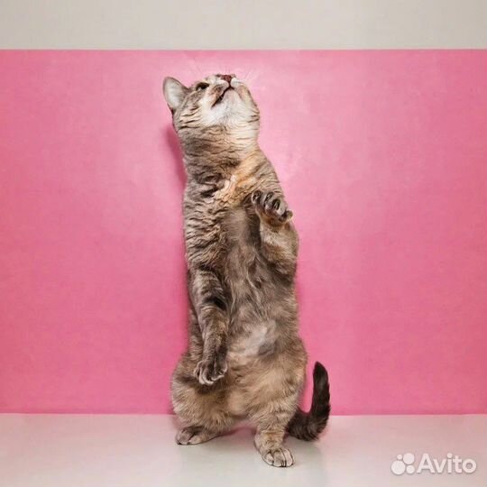 Британская кошка в дар бесплатно Клюква