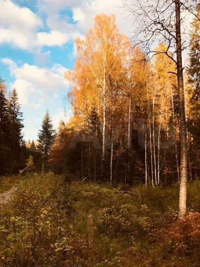 Участок 8,5 сот. (СНТ, ДНП)