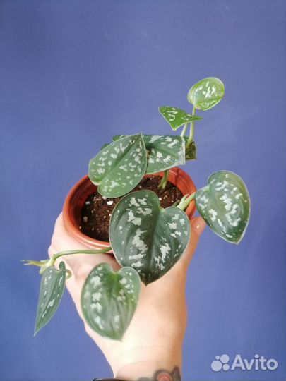 Сциндапсус пиктус