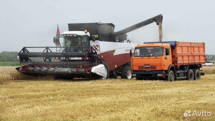 Овес ячмень