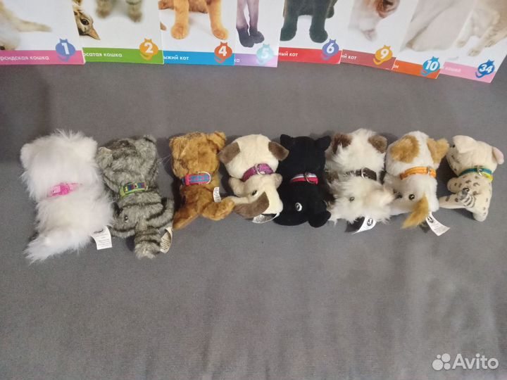 Котята The cat collection с журналами