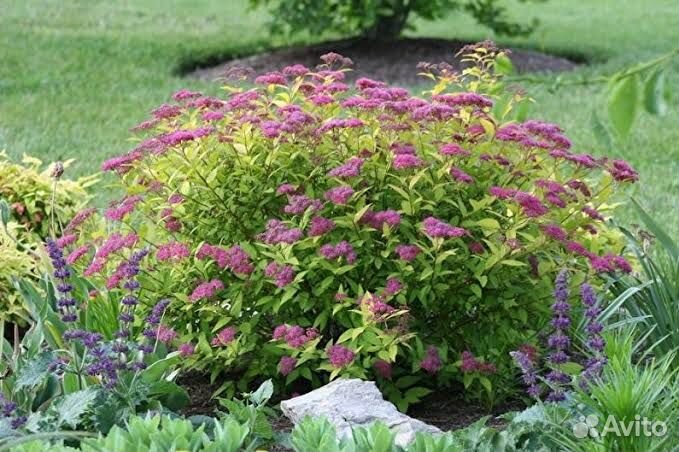 Спирея японская