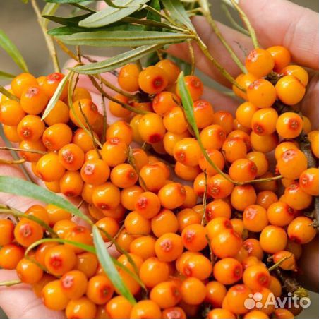 Сортовая безшипная облепиха саженцы