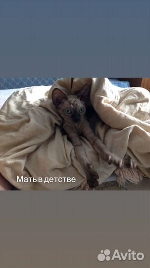 Котята сфинкс браш
