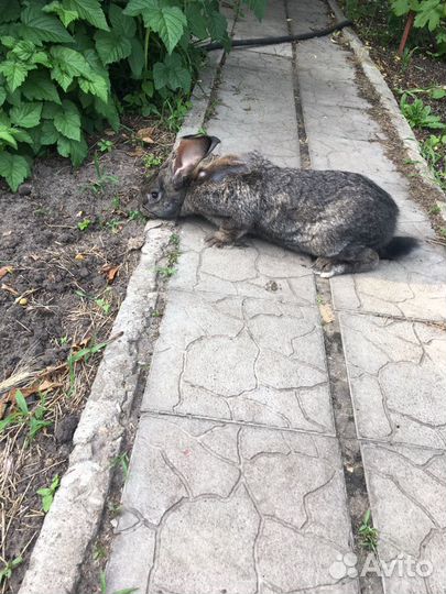 Кролики самцы самки