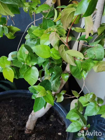 Суринамская вишня или Евгения унифлора