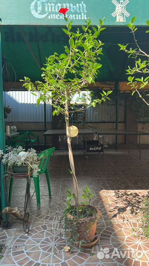 Гибискус древовидный