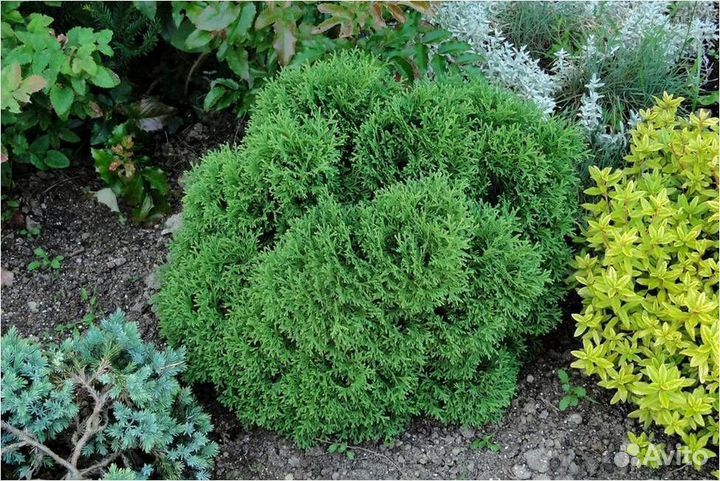 Туя западная Тини Тим - Thuja OccidentalisTiny Tim