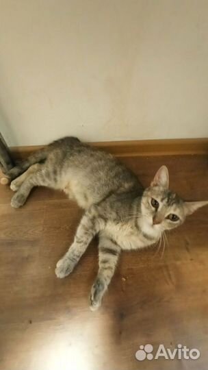 Кошка в добрые руки