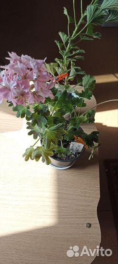 Пеларгония герань сортовая