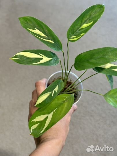 Калатея лубберса