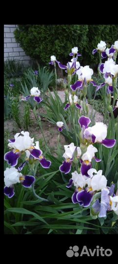 Ирисы