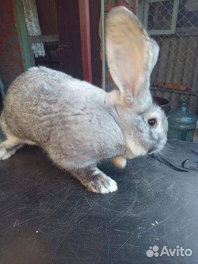Кролик фландер