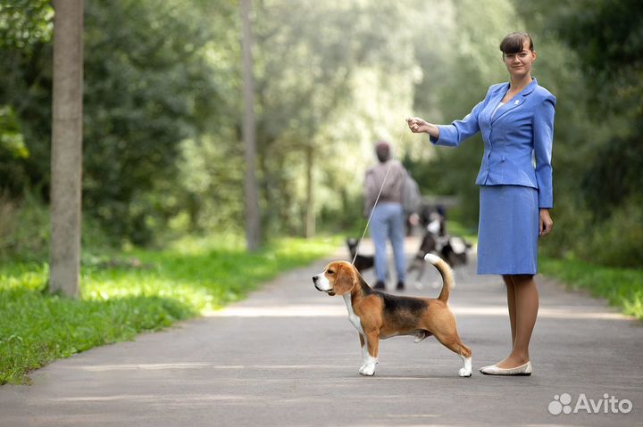 Бигль вязка