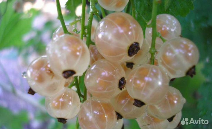 Белая смородина обыкновенная