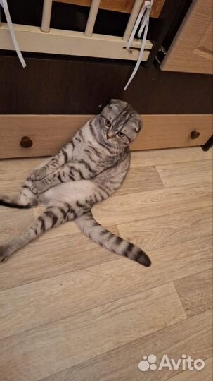 Вязка с шотландским котом