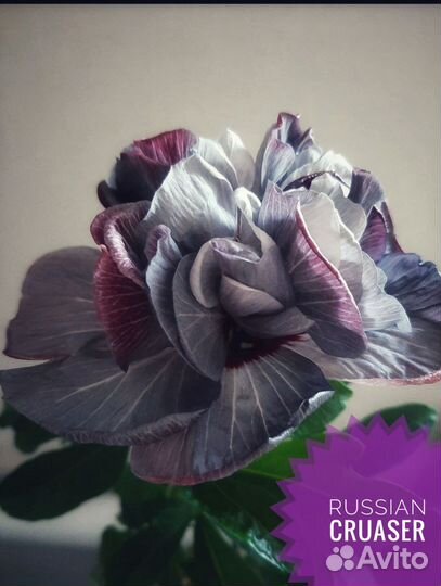 Гибискус гибридный черенок