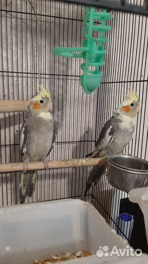 Попугай корелла птенец