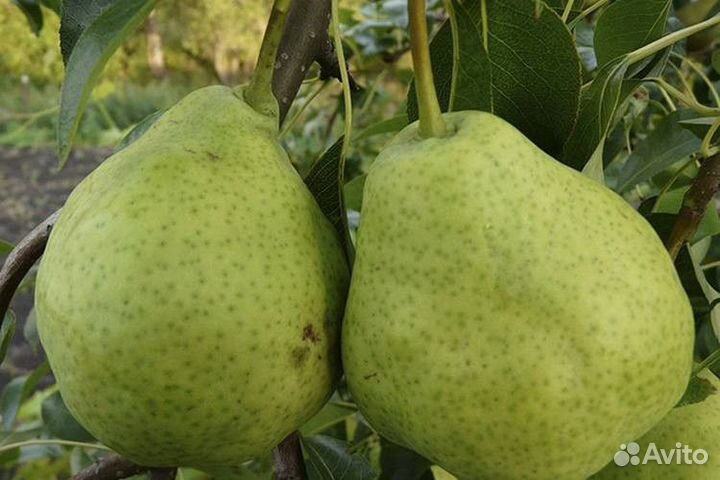 Саженцы груши Чижовская