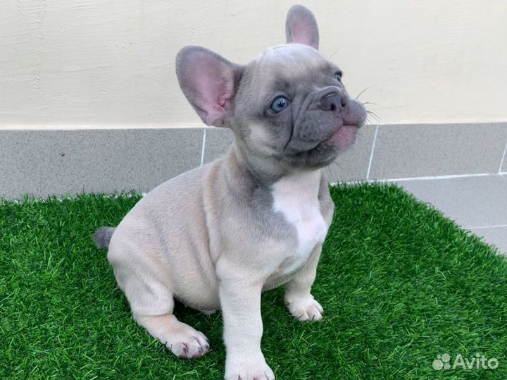 Французский бульдог щенки