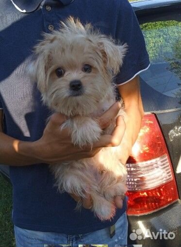 Щенок йорк мальтезе