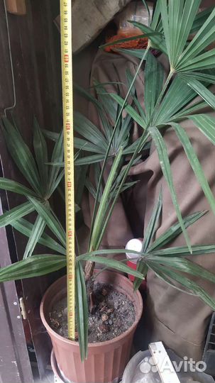 Пальма Трахикарпус Форчуна