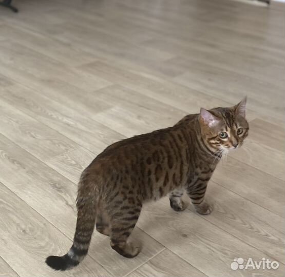 Бенгальский кот вязка