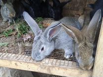 Кролики порода фландер