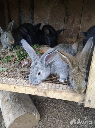 Кролики порода фландер