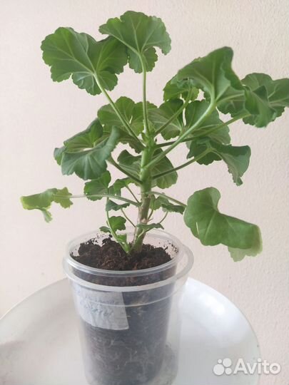 Пеларгонии сортовые