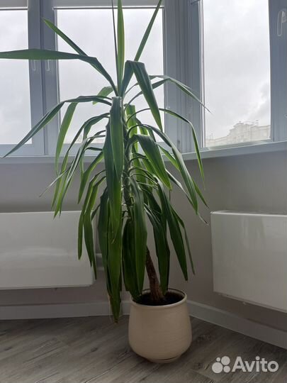 Пальма юкка