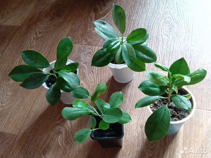 Цветы комнатные