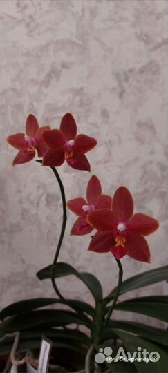 Орхидея фаленопсис