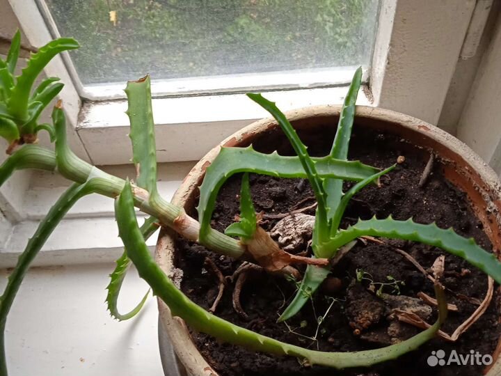 Алоэ лечебный