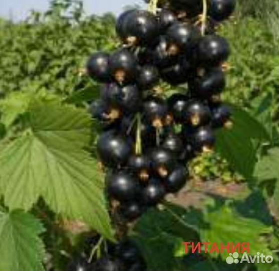 Смородина (саженцы, ягоды, варенье) 20 сортов