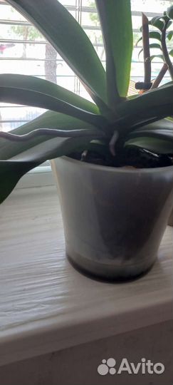 Орхидея фаленопсис биг лип