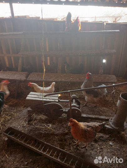 Сельхоз животные