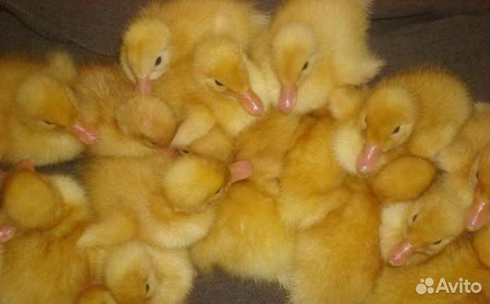 Утки и утятаЧерри Велли