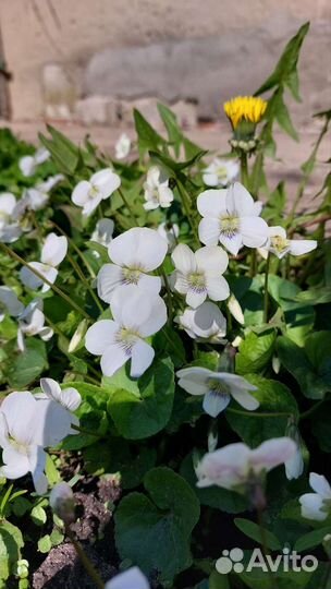 Фиалка белая садовая многолетняя