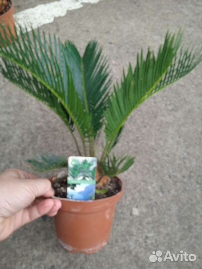 Саговник цикас