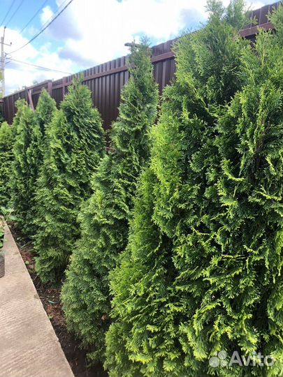 Туя Смарагд