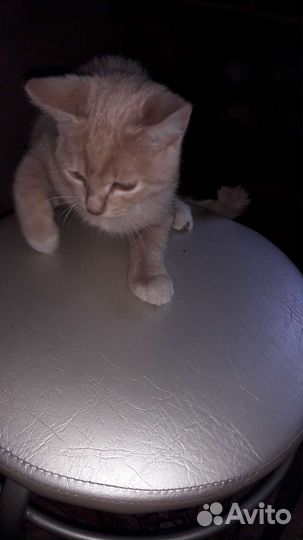 Молодой котик. Бесплатно. В добрые руки