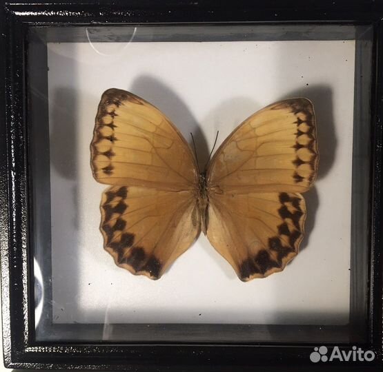 Бабочки в рамках