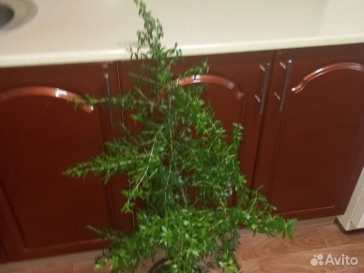 Дерево мирт.цветет белыми цветочками